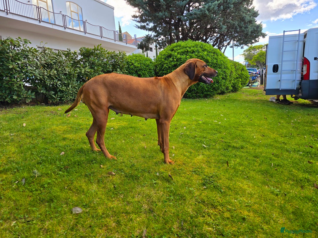 Rhodesian Ridgeback honden te koop: Rhodesian Ridgeback pups+stamboom 2reutjes 8weken  in Wierden - Afbeelding 37