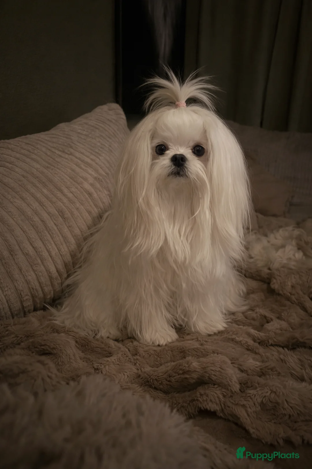 Maltezer honden ter dekking: Mini malzeter  - Advertentie 2