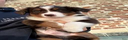 Miniature American Shepherd honden te koop: Red tricolor MAS reutjes - Advertentie 5