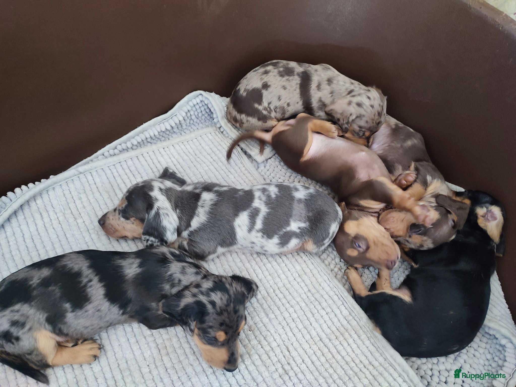 Teckel (korthaar)  honden Mooie dwergteckeltjes, aparte kleurtjes - Advertentie 13
