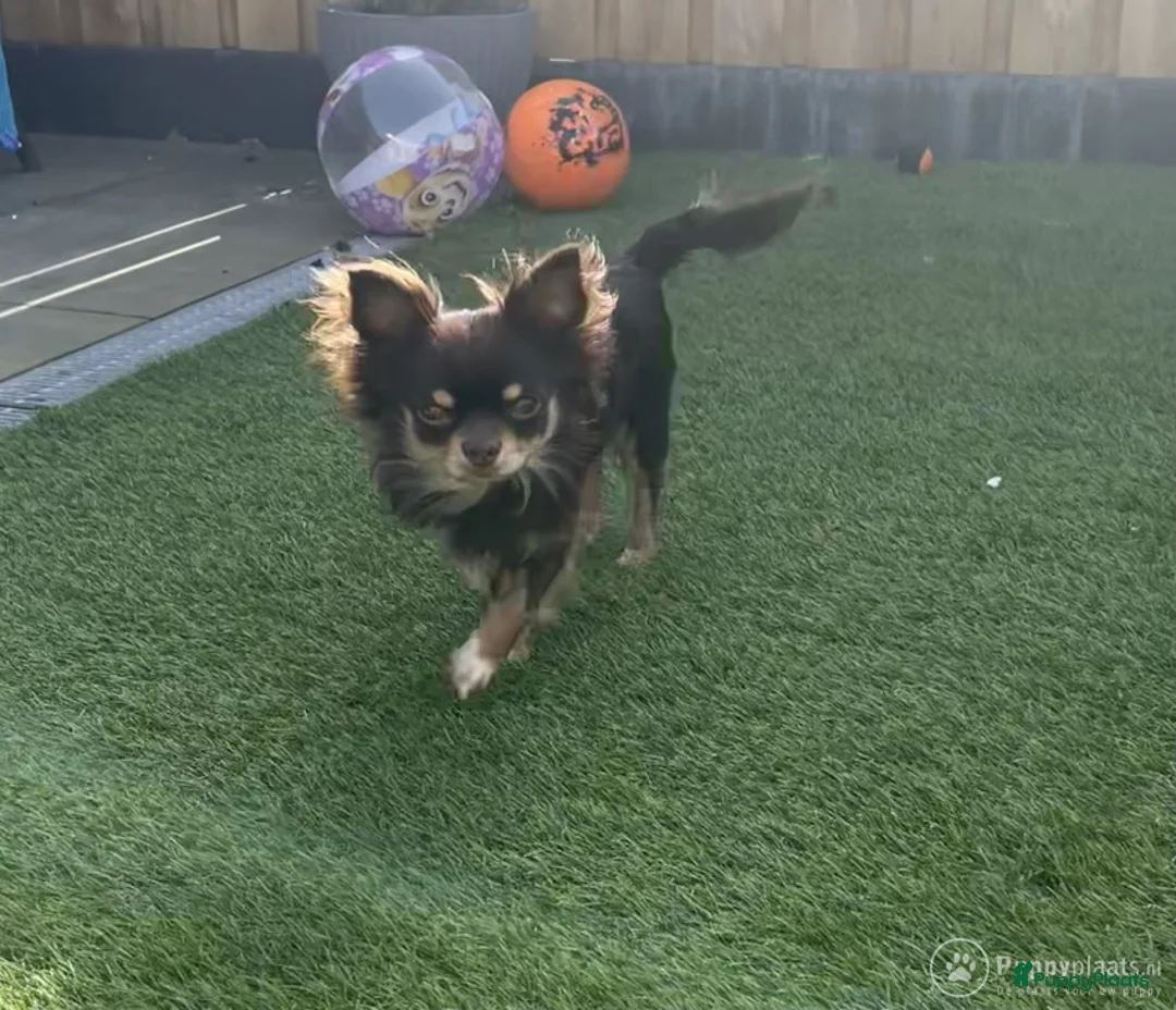 Chihuahua honden ter dekking: Chihuahua dekreu in Sint-Oedenrode - Advertentie 3