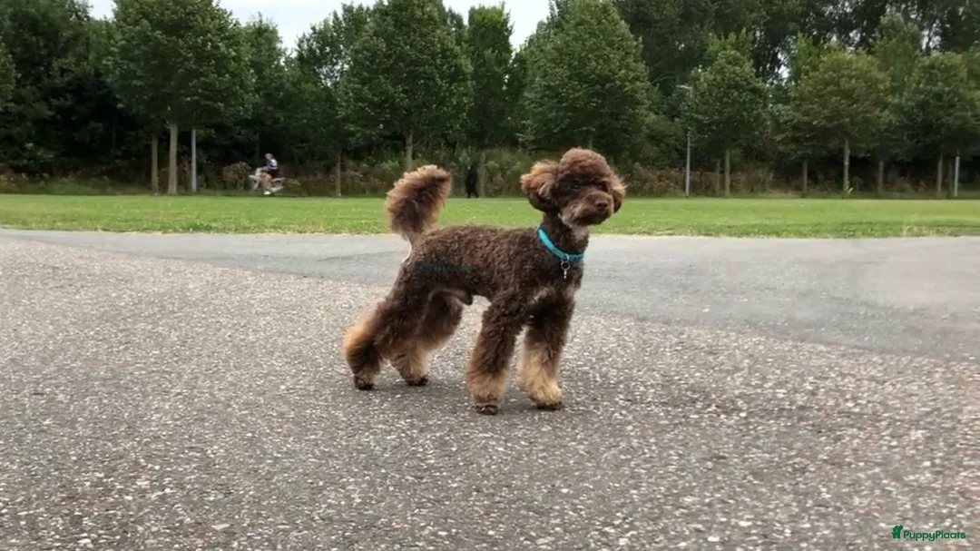 Dwergpoedel honden ter dekking: Toy Dwerg Poedel Dekreu, FCI, NPC - Advertentie 2