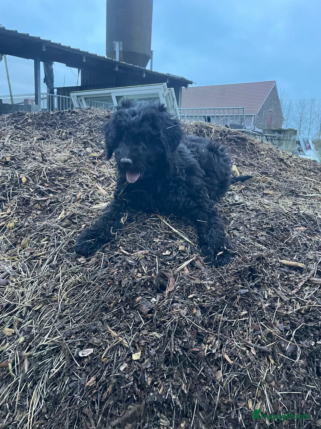 Kruising honden te koop: Mooie medium goldendoodle pups - Advertentie 7