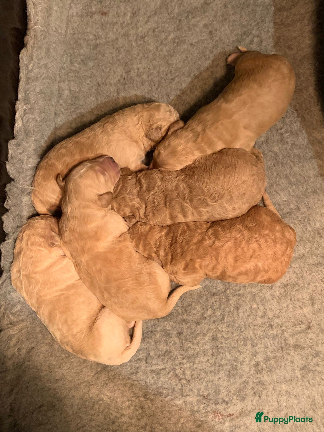 Kruising honden te koop: Goldendoodle Medium Pups Geboren - Advertentie 15
