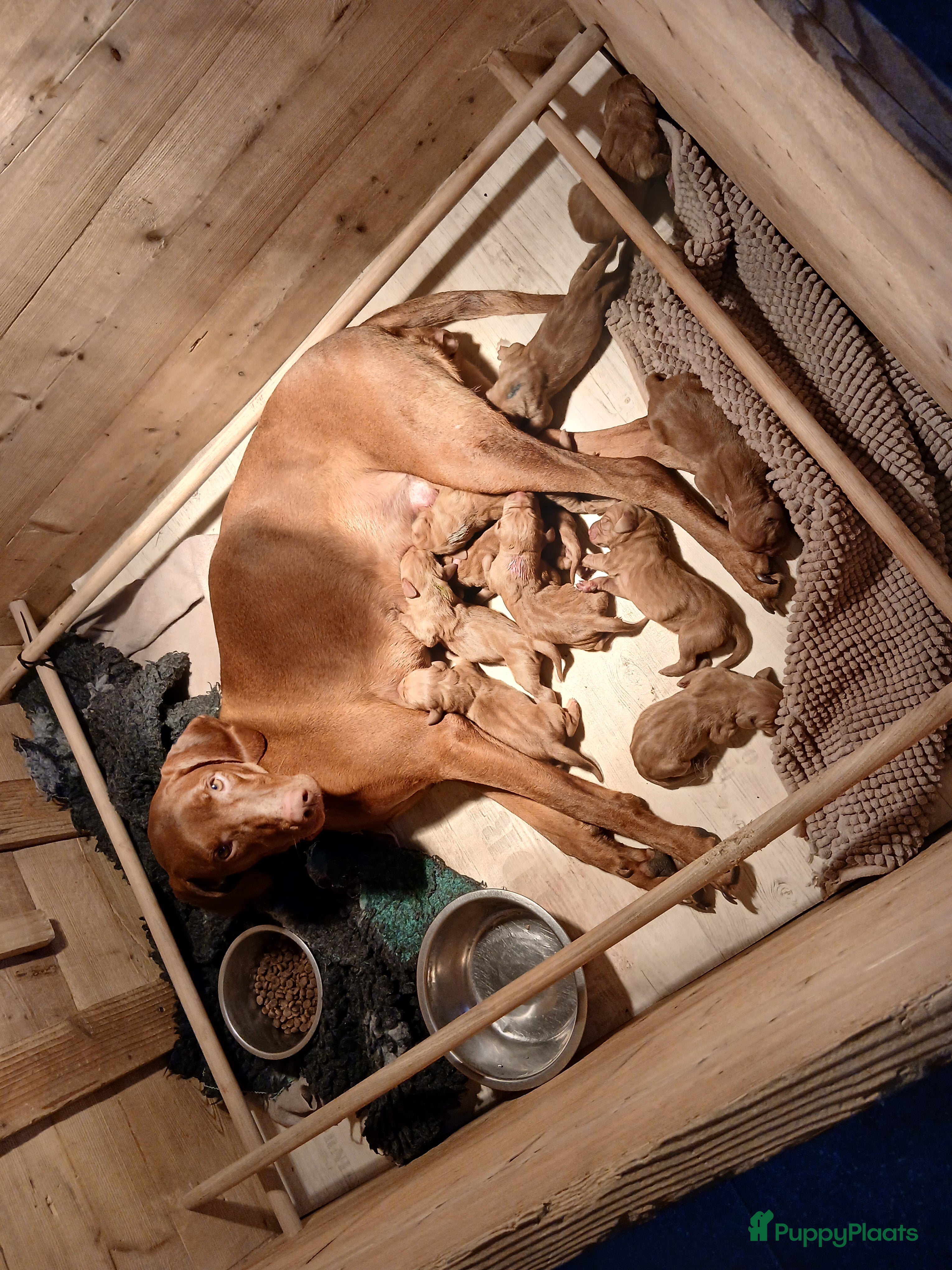 Vizsla korthaar honden Mooi Vizsla pups - Advertentie 1