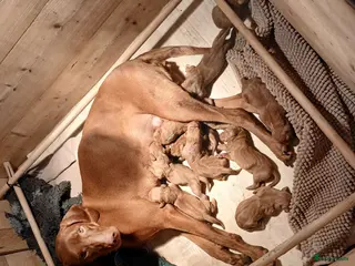 Vizsla korthaar honden Mooi Vizsla pups - Advertentie 7