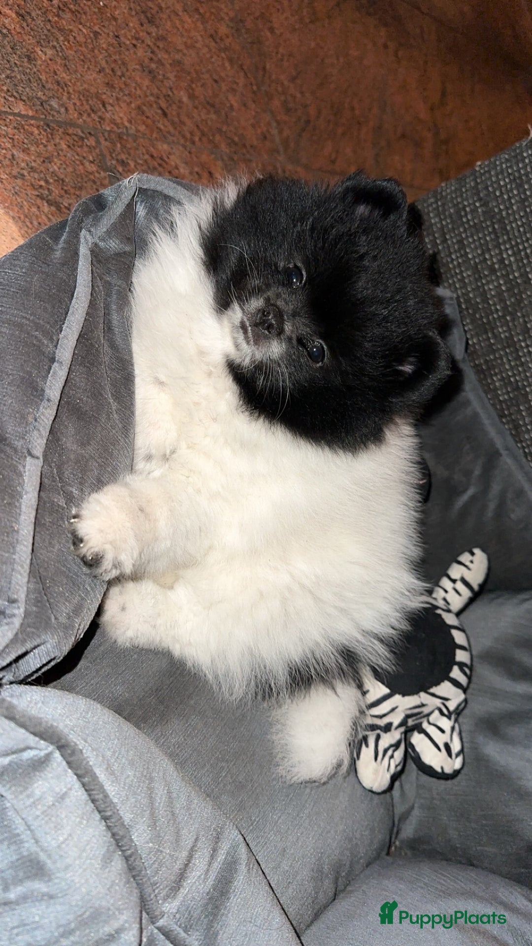 Pomeriaan honden te koop: Prachtige bearface pomeriaan teefje - Advertentie 5