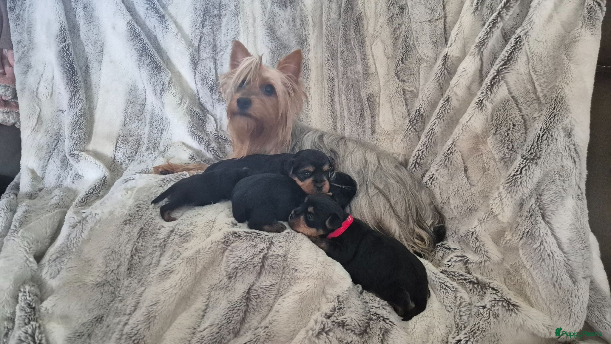 Australische Silky Terriër honden Australian silky terrier ( yorky look alike) pups - Advertentie 1