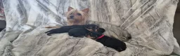 Australische Silky Terriër honden te koop: Australian silky terrier ( yorky look alike) pups - Advertentie 1