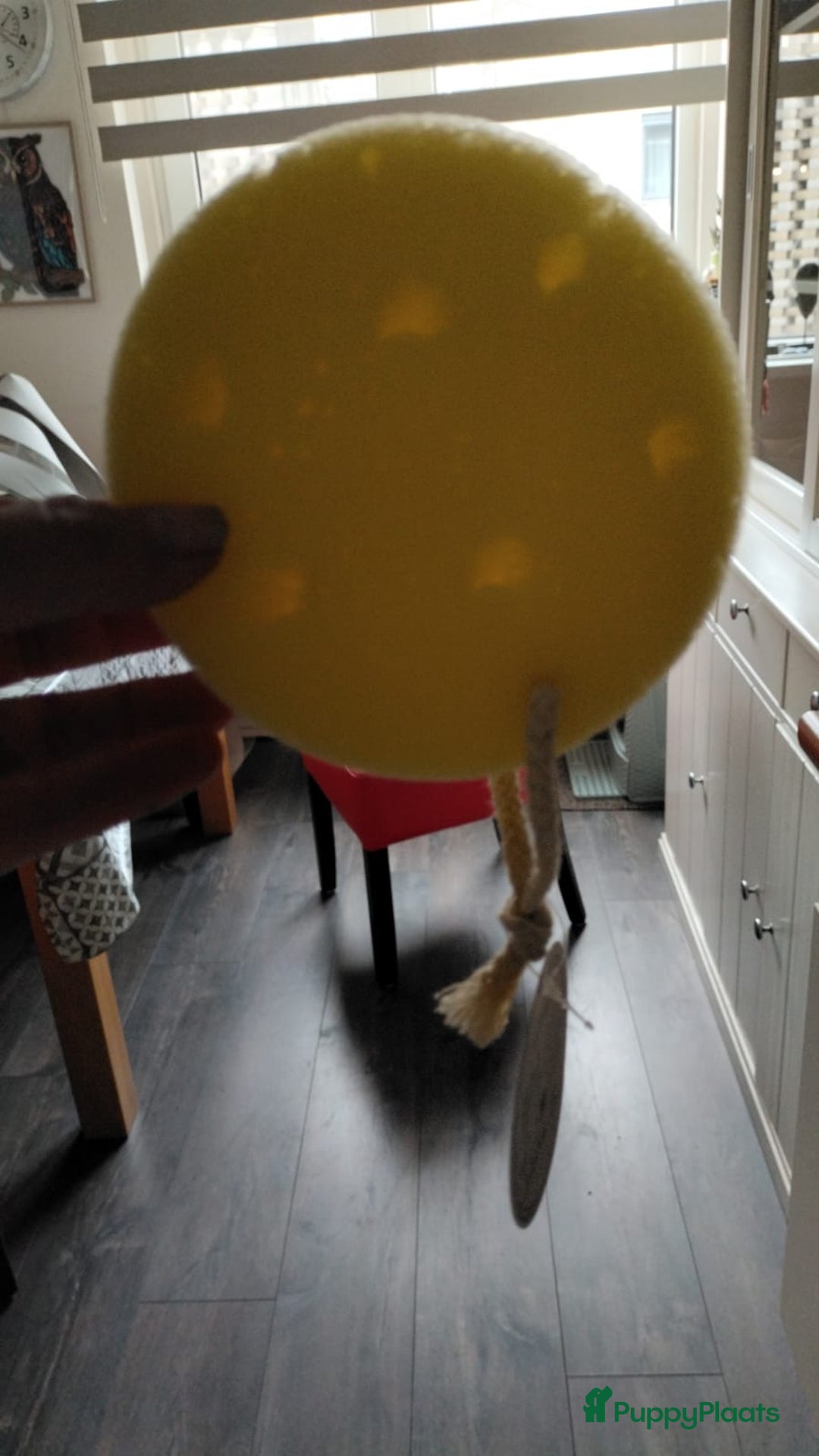 Bordeaux Dog honden te koop: Bordeauxdog puppy’s te koop in Lekkerkerk - Afbeelding 19