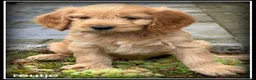 Cockapoo honden te koop: Cockapoo pup teefjes - Advertentie 13