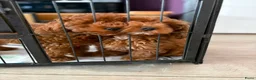 Poedel Toy honden te koop: Toy poedel pups reutje en teefje - Advertentie 5