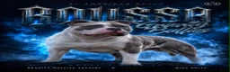 Amerikaanse Bully honden te koop: American Bully XL pups verwacht in Loosdrecht - Advertentie 13