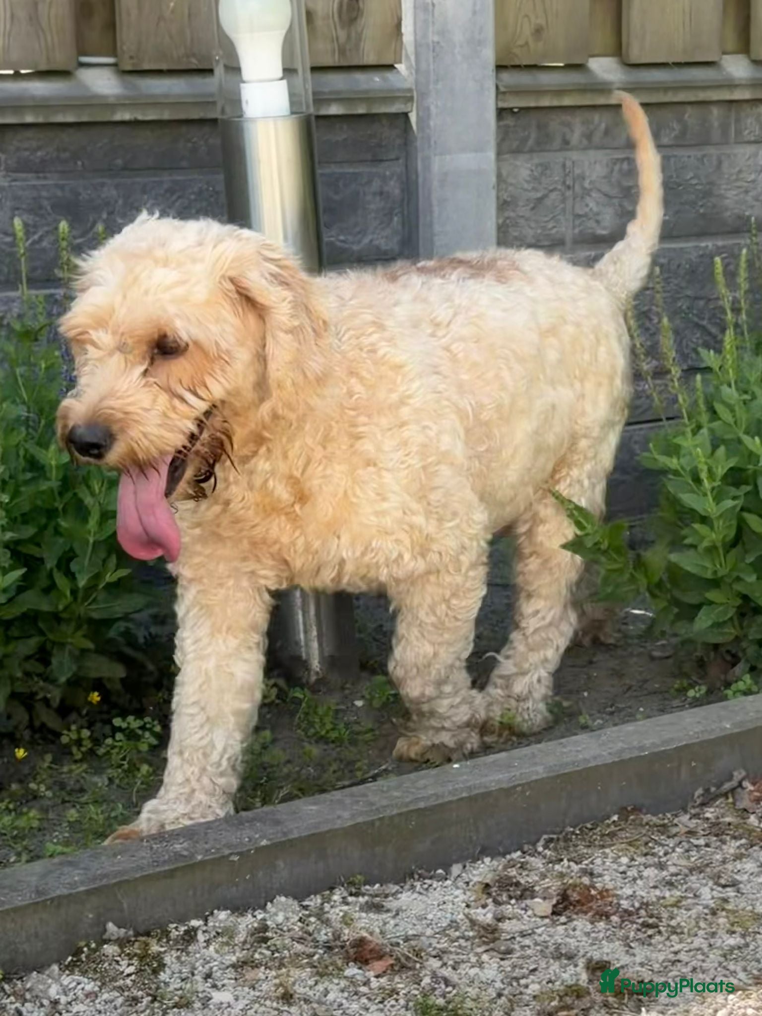 Cockapoo honden te koop: Cockapoo x boomer pups  - Advertentie 7