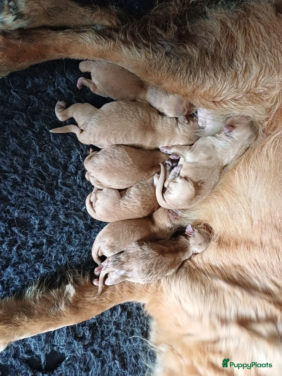 Nova Scotia Duck Tolling Retriever honden te koop: Nova scotia duck tolling retriever pups - Advertentie 3