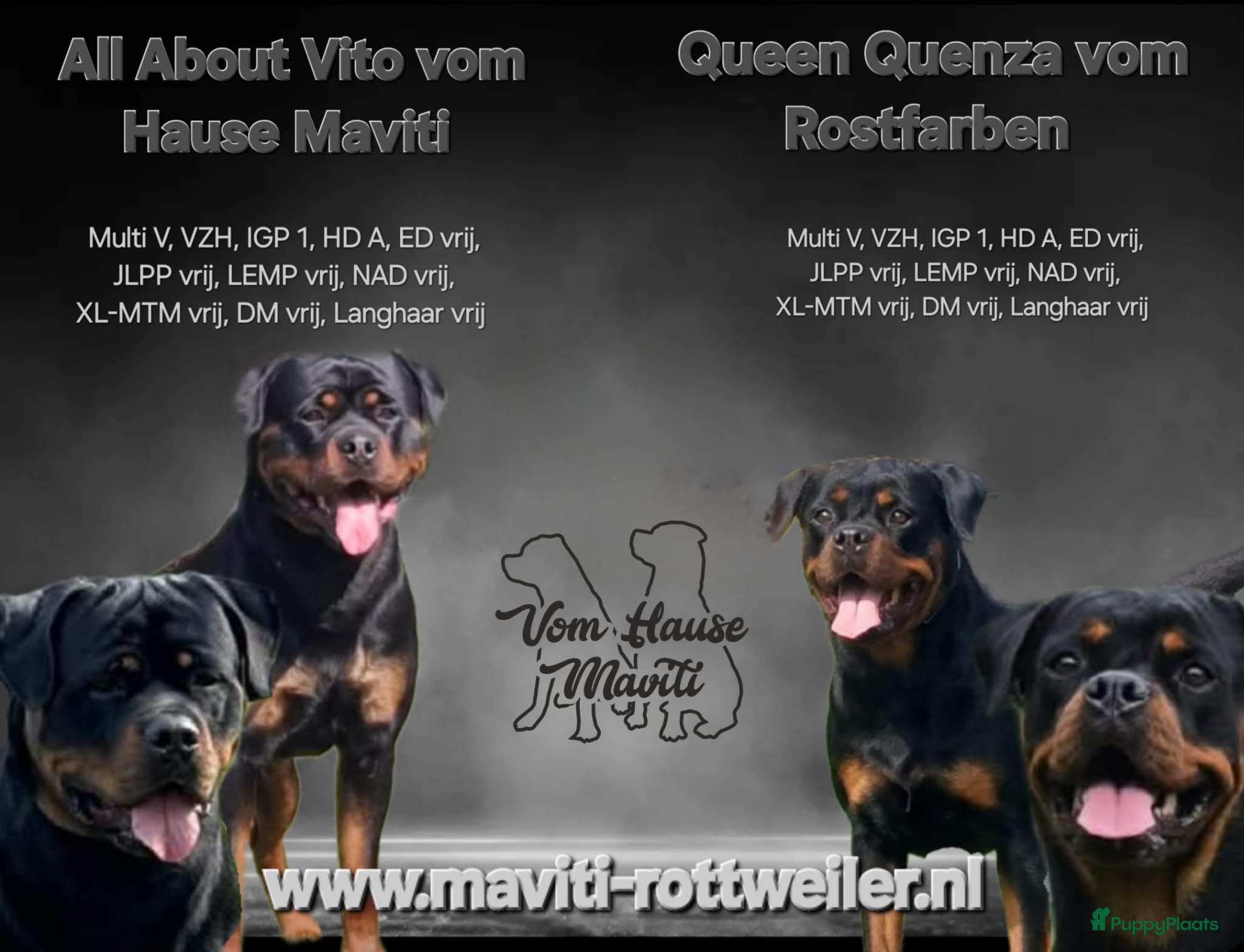 Rottweiler honden Rottweiler pups met stamboom, nog één teefje - Advertentie 1