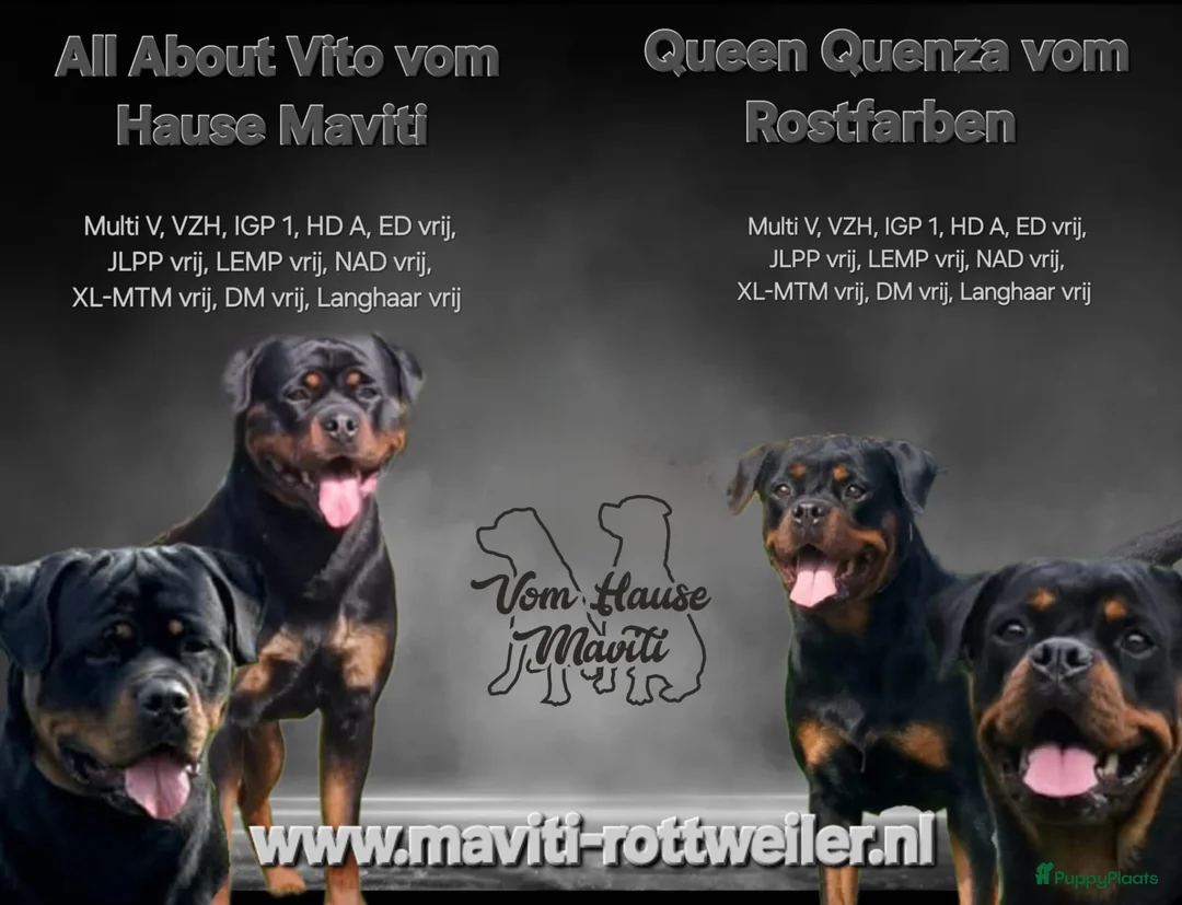 Rottweiler honden te koop: Rottweiler pups met stamboom, nog één teefje - Advertentie 2