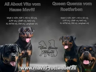Rottweiler honden Rottweiler pups met stamboom, nog één teefje - Advertentie 2