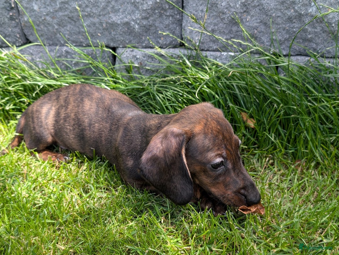 Teckel (korthaar)  honden te koop: Superlieve kortharige dwergteckels  - Afbeelding 4