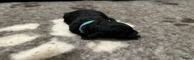 Labradoodle 4 (lichtblauw bandje)