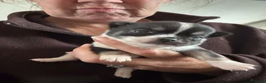 Chihuahua 1