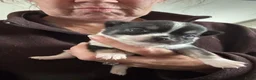 Chihuahua honden te koop: Korthaar chihuahuapups - Advertentie 4