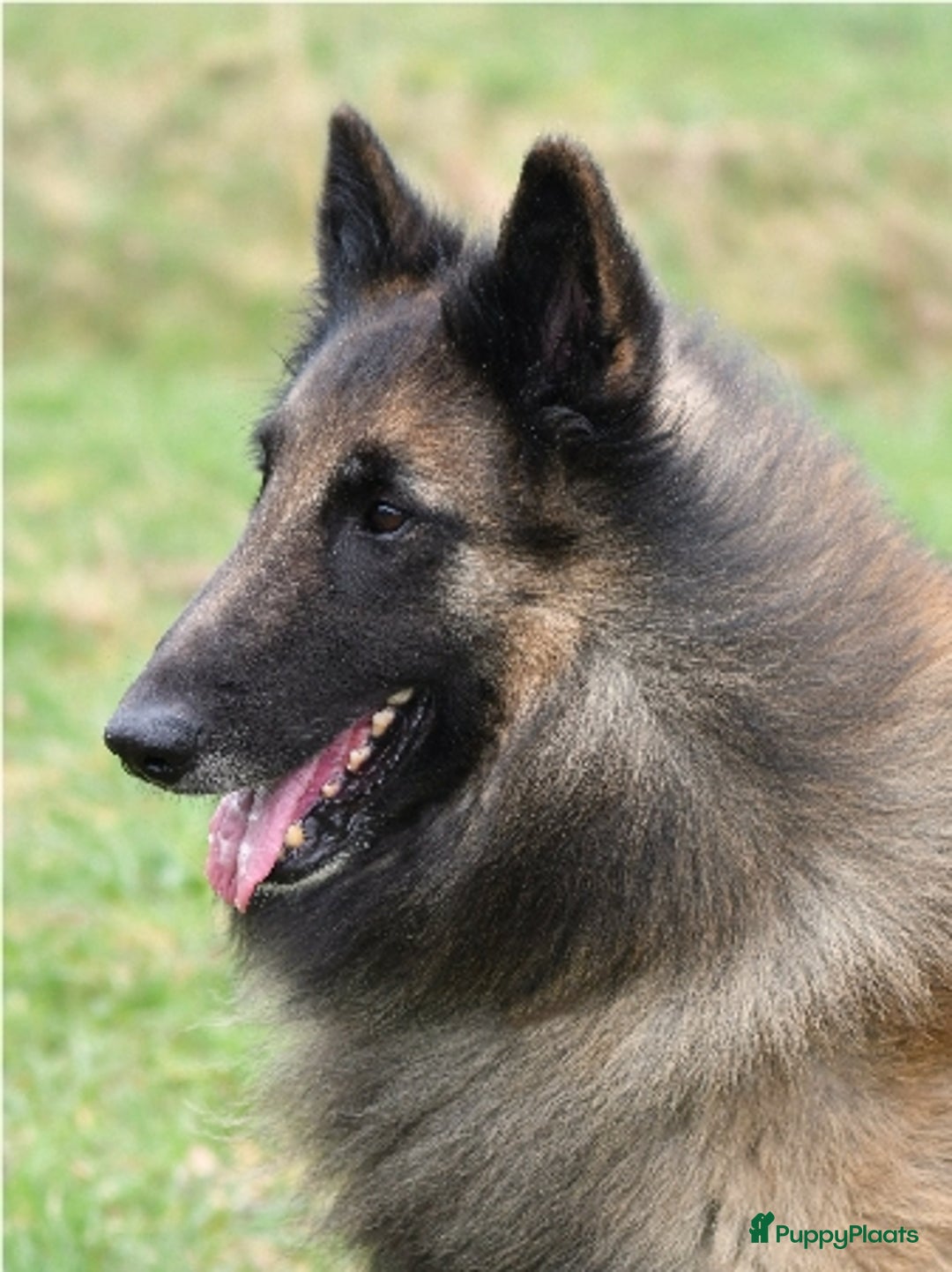 Tervuerense Herder honden te koop: Tervuerense herder pups - Afbeelding 9