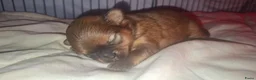 Kruising honden te koop: Nog 1 mooi meisjes beschikbaar - Advertentie 30