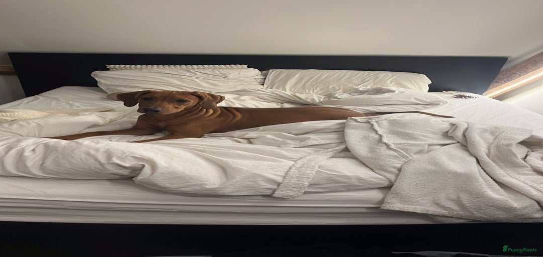 Galerij afbeelding {{count}}