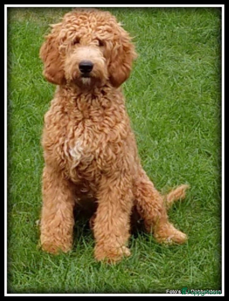 Labradoodle honden Labradoodle pups  in prijs verlaagd ivm vak - Advertentie 2