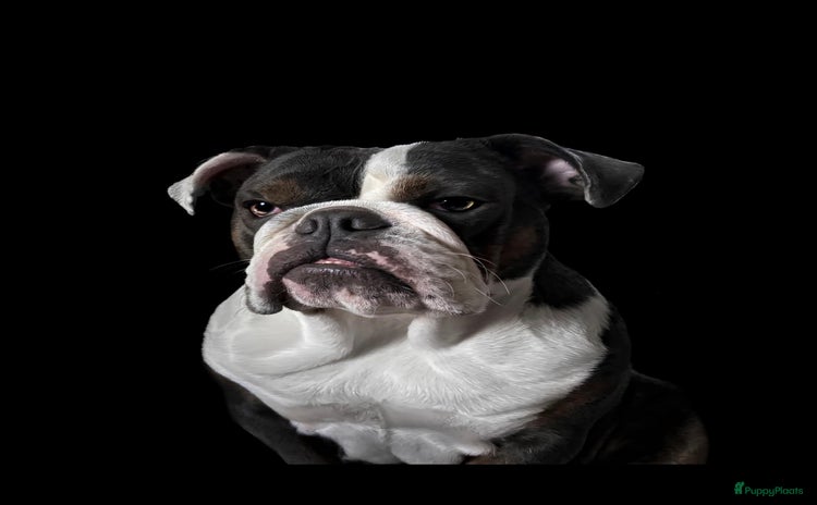 Engelse Bulldog honden - Advertentie 2