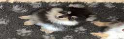 Kruising honden te koop: Laatste 2 pomeriaan pups mogen verhuizen - Advertentie 2