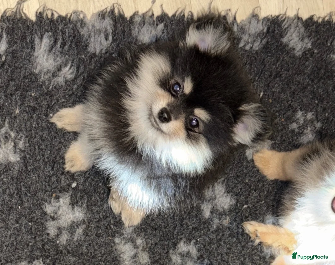 Kruising honden te koop: Laatste 2 pomeriaan pups mogen verhuizen - Advertentie 2