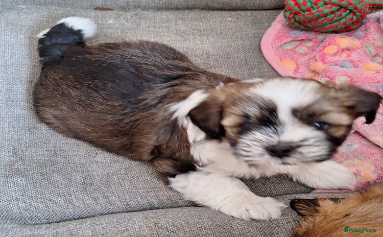Lhasa Apso honden - Advertentie 15