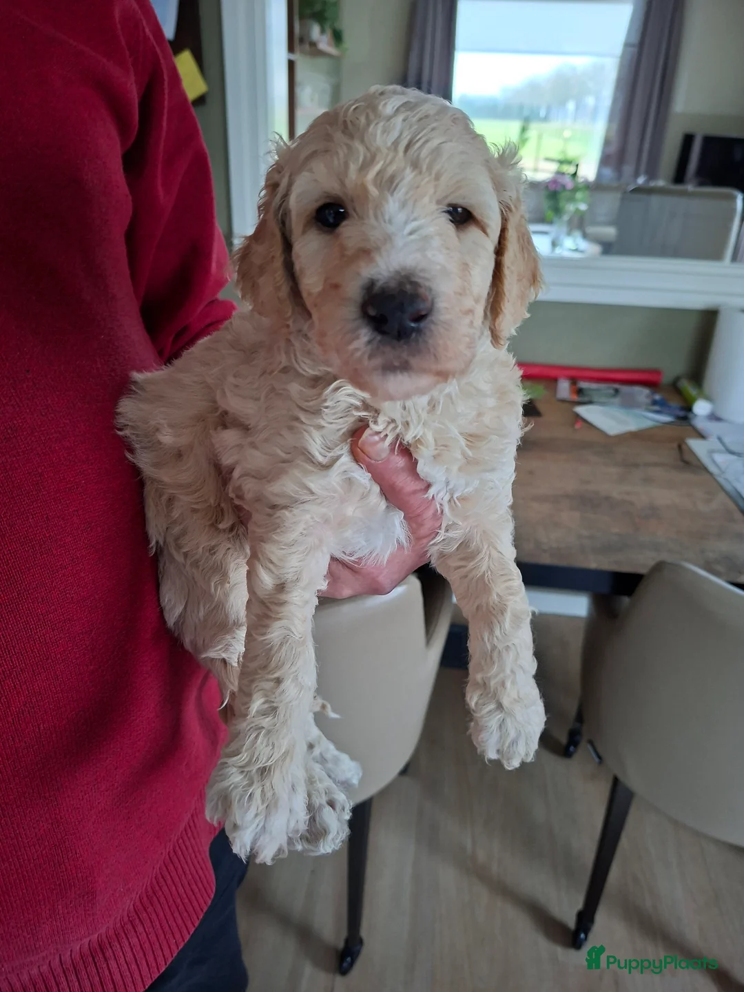 Labradoodle honden te koop: Labradoodle pups medium - Advertentie 5