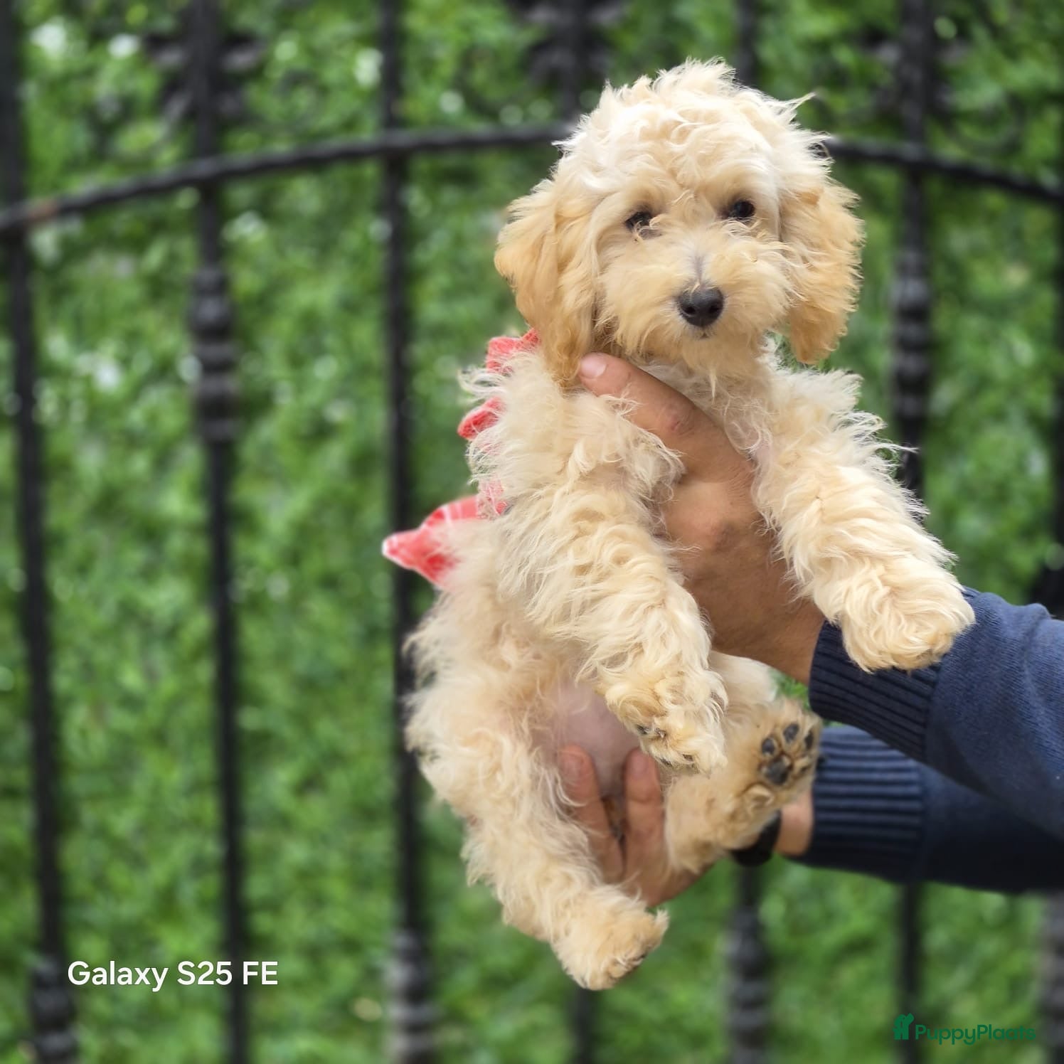 Poedel Toy honden Mini  Toy Poedel  - Advertentie 1