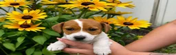 Poedel Toy honden te koop: Toy Poedel pups - Advertentie 3