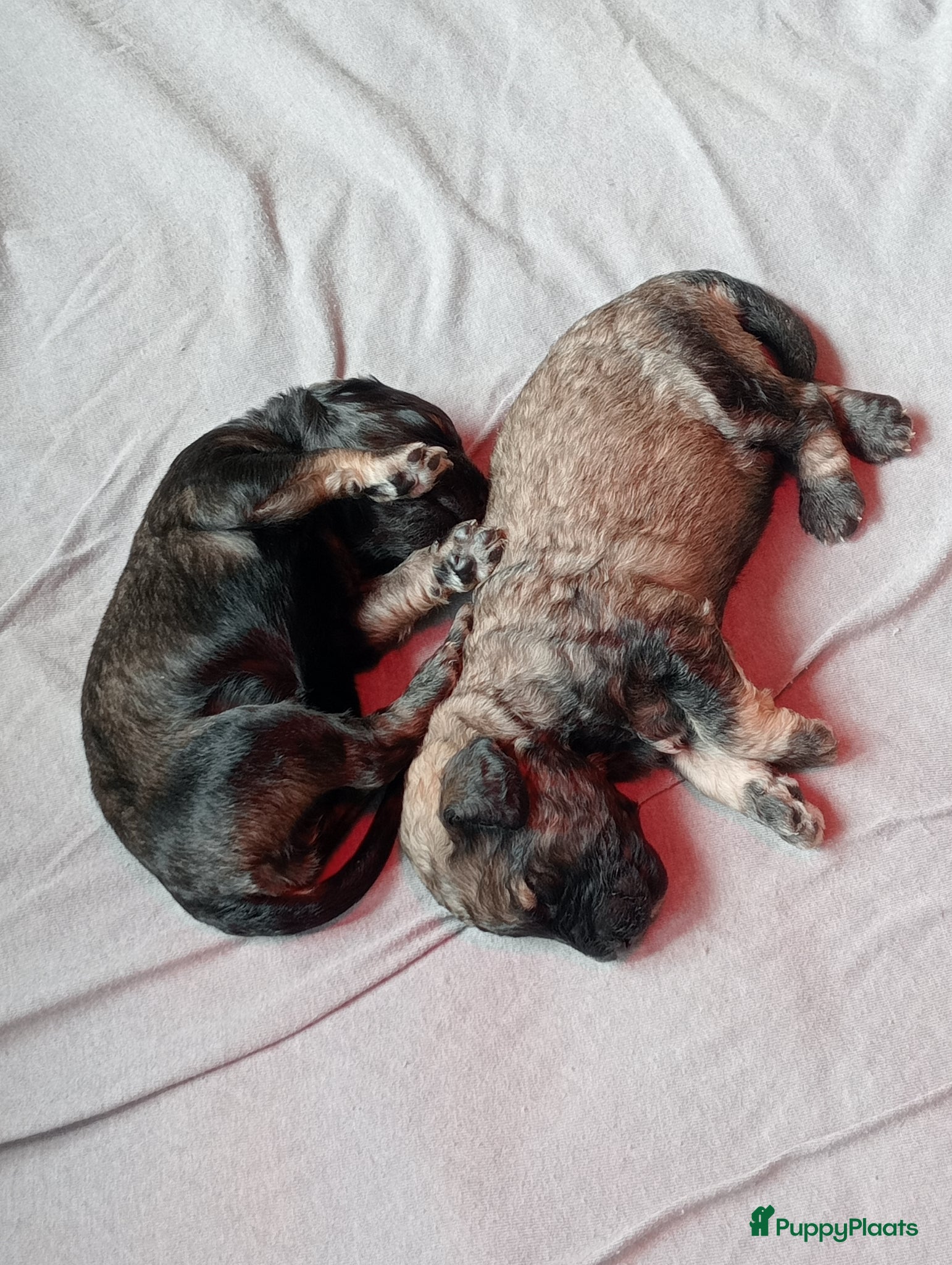 Labradoodle honden Labradoodle puppies  - Advertentie 1