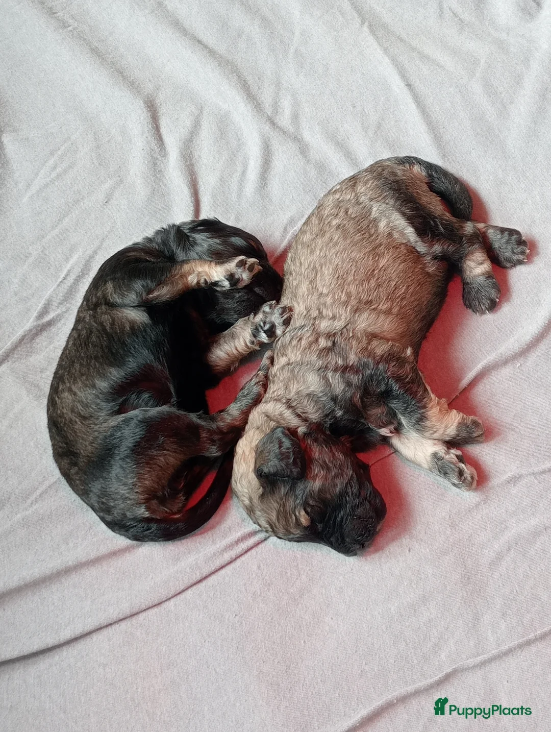 Labradoodle honden te koop: Labradoodle puppies  - Advertentie 2