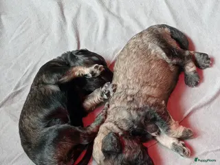 Labradoodle honden Labradoodle puppies - Advertentie 1