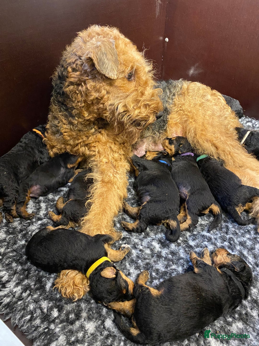 Airedale Terriër honden te koop: Airedale terriër pups  - Advertentie 3