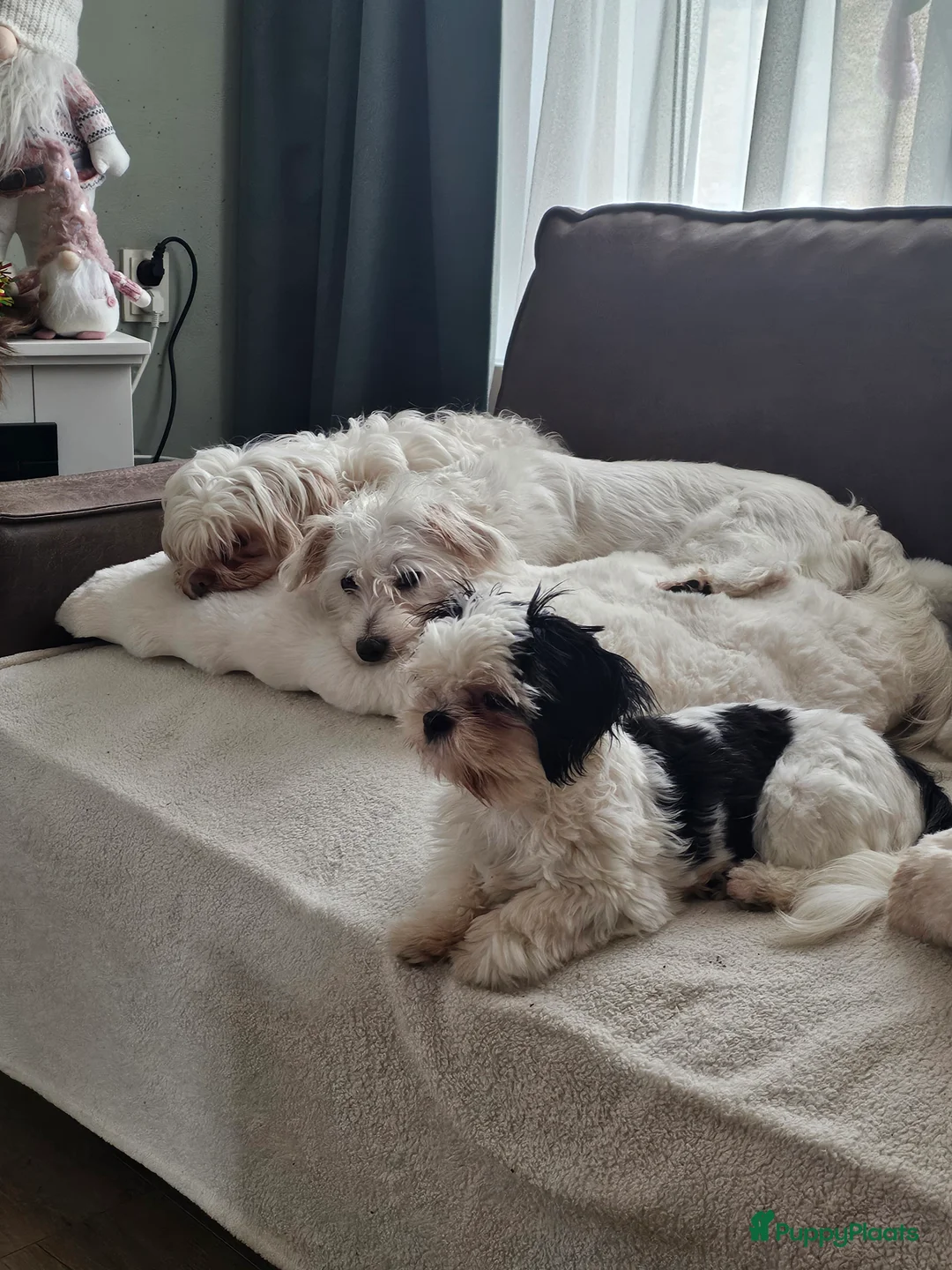 Galerij afbeelding {{count}}