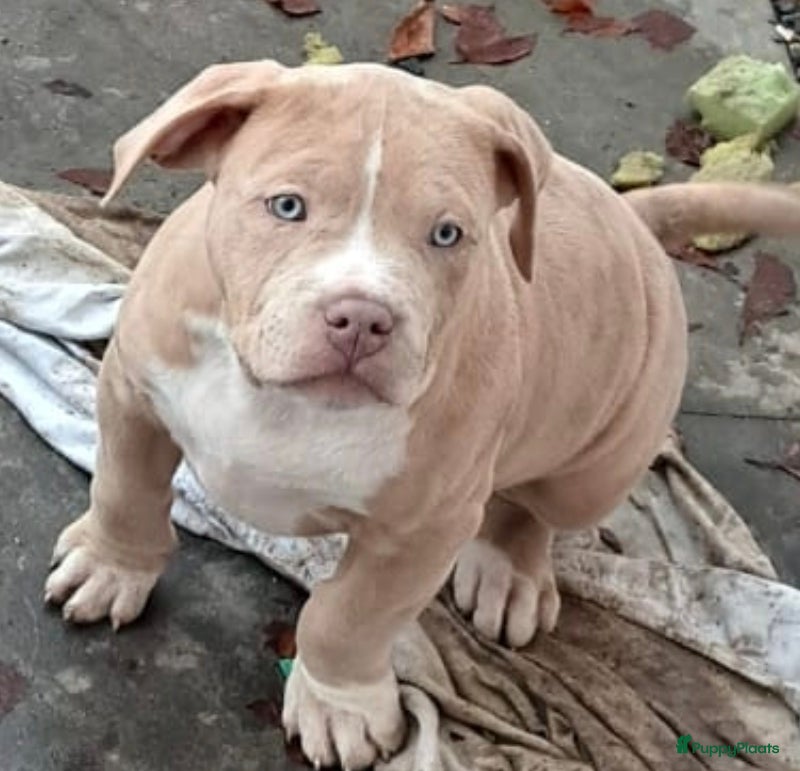 Amerikaanse Bully honden ABKC XL Meets DBKC XXl - Advertentie 2