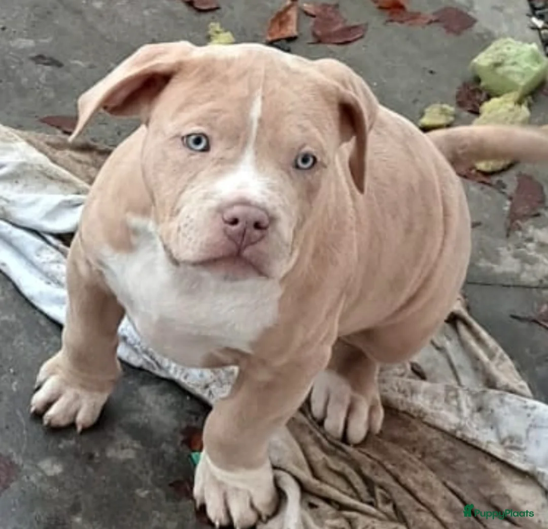 Amerikaanse Bully honden te koop: ABKC XL Meets DBKC XXl - Advertentie 2