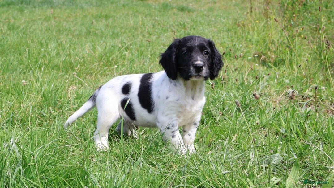 Engelse Springer Spaniel honden te koop: Lieve Engelse springer spaniel puppy's in Gameren - Afbeelding 3