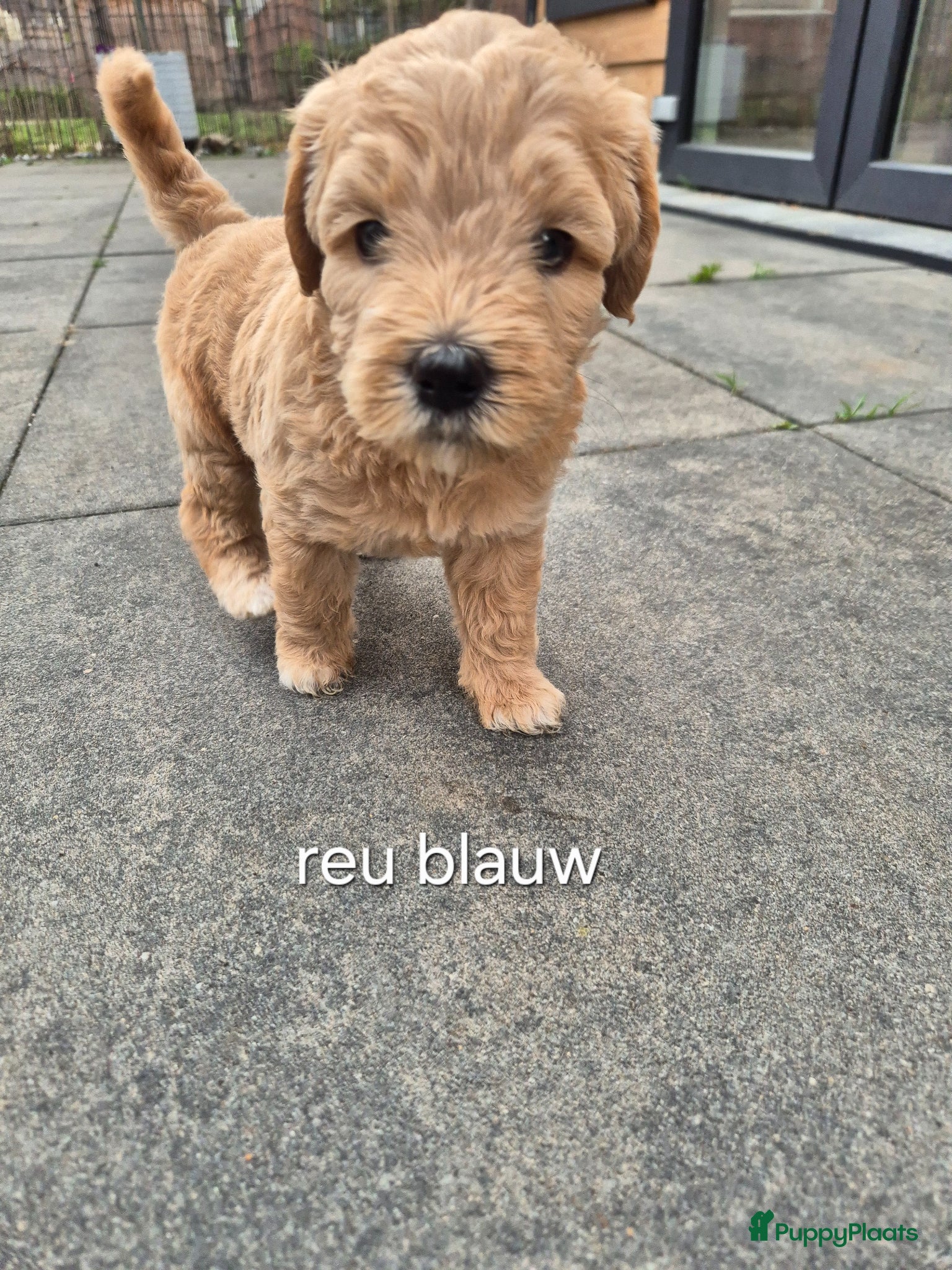 Australian Labradoodle honden Australian Labradoodle puppy's, stamboom inde lijn - Advertentie 3