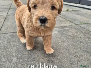 Australian Labradoodle honden Australian Labradoodle puppy's, stamboom inde lijn - Advertentie 3