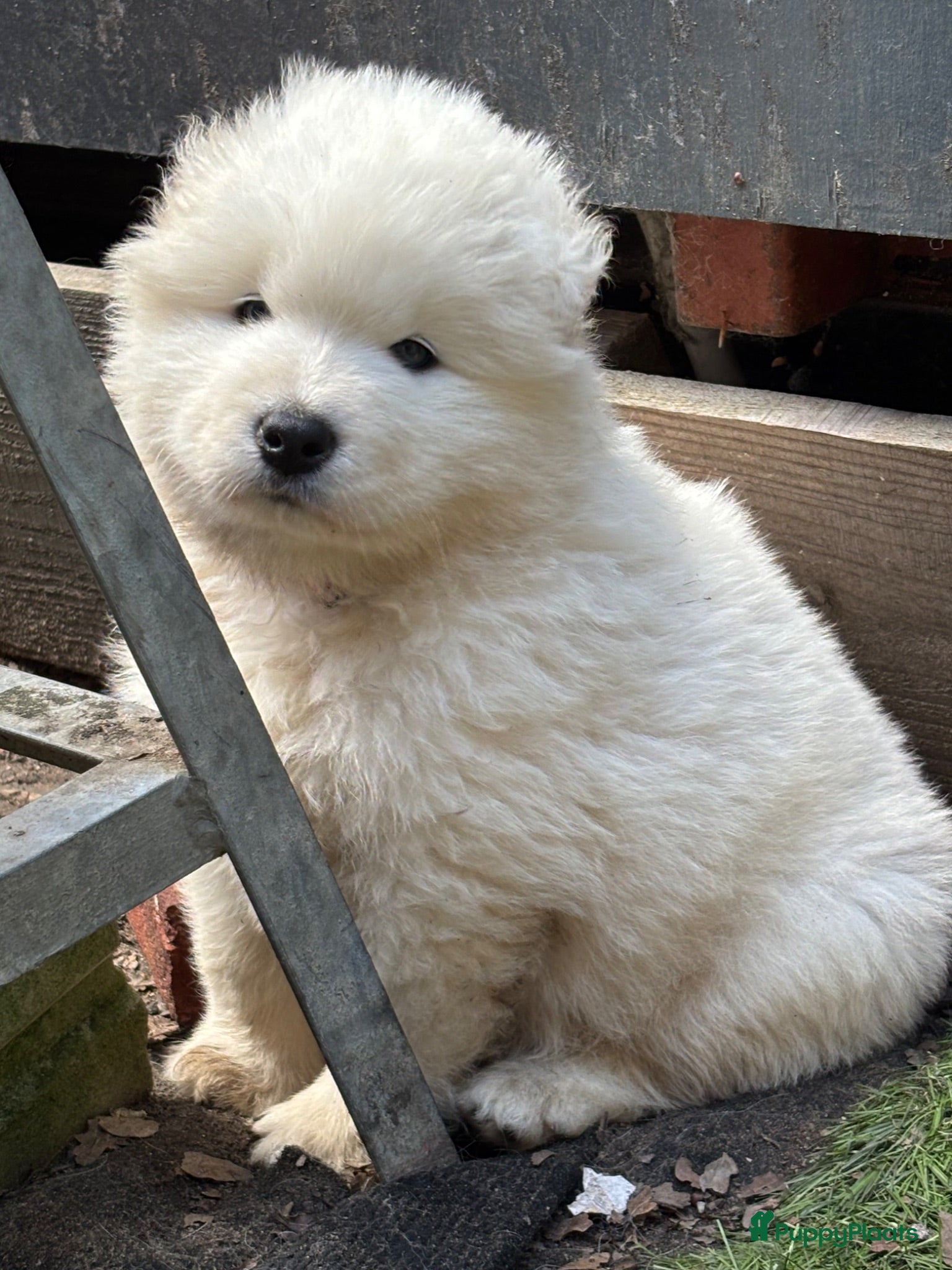 Samojeed honden Samojeden pups met stamboom - Advertentie 1