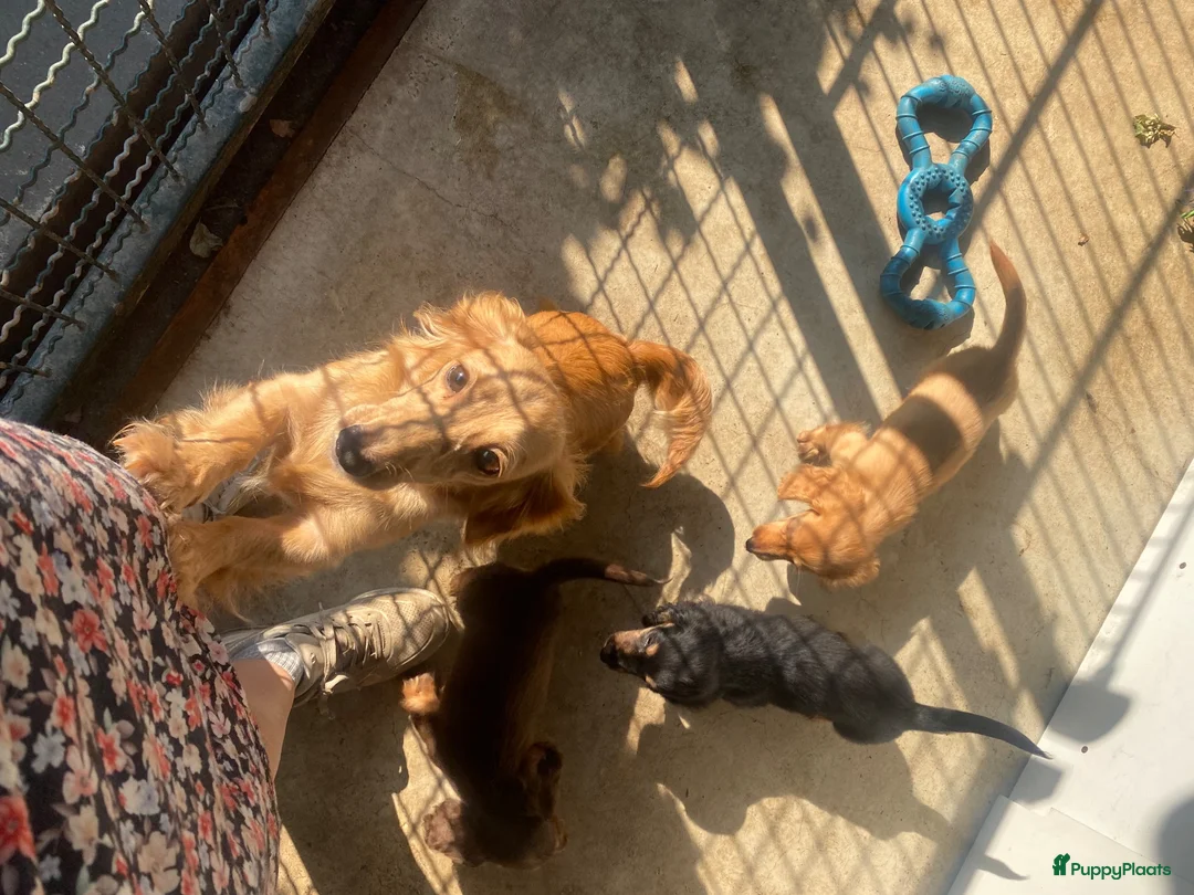 Teckel (langhaar) honden te koop: Kleurrijke langharige teckel pups - Advertentie 5