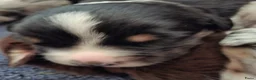 Australian Shepherd honden te koop: Mooie australian shepherd pups - Advertentie 12